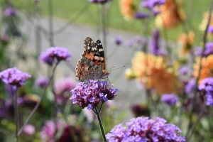 Bild der Veranstaltung coernl-butterfly-4398431_640