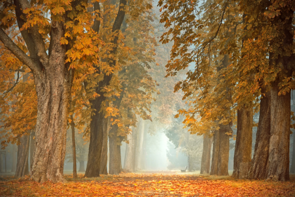 Bild der Veranstaltung peggychoucair-path-4591121 pixabay 5.07.26