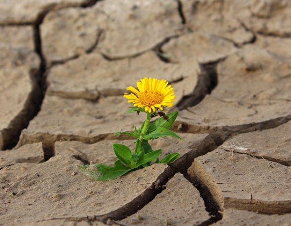 Bild der Veranstaltung klimkin-flower-887443_640 Pixabay