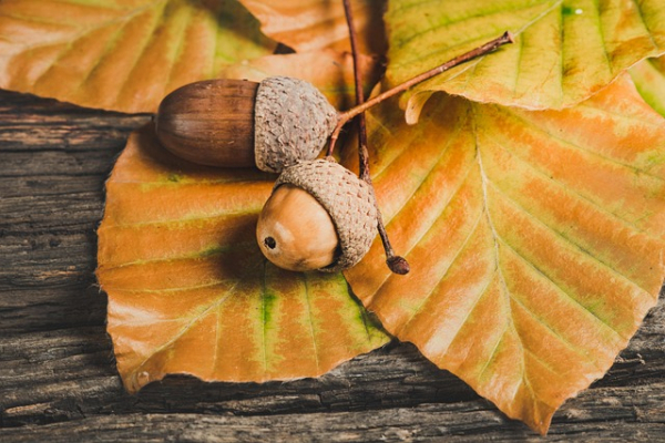 Bild der Veranstaltung ylanite-acorns-5646979_640 Pixabay
