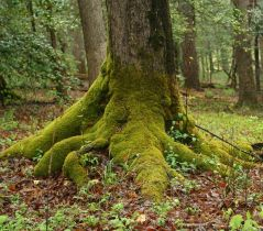 Bild der Veranstaltung debwatson-mossy-2199010 Pixabay