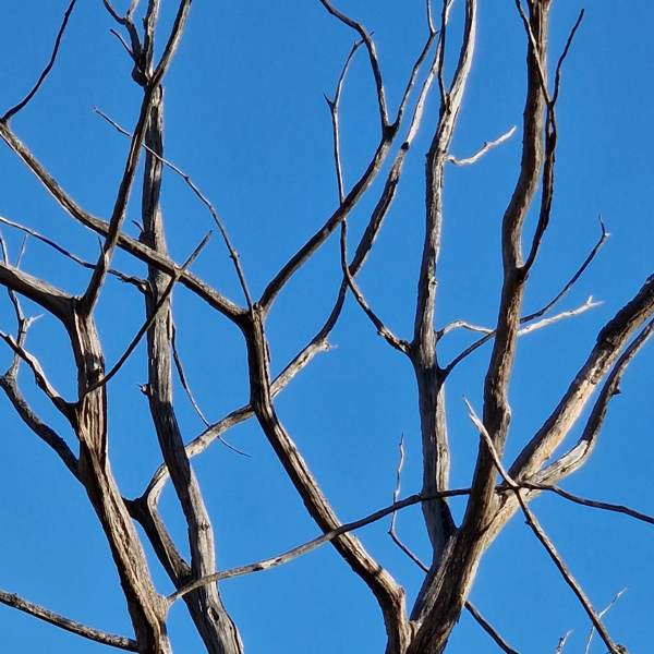 Winter - kahler Baum
