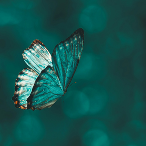 Bild der Veranstaltung Bildnachweis: © aarn_giri_unsplash
