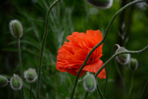 Bild der Veranstaltung congerdesign-flower-8006747_1280